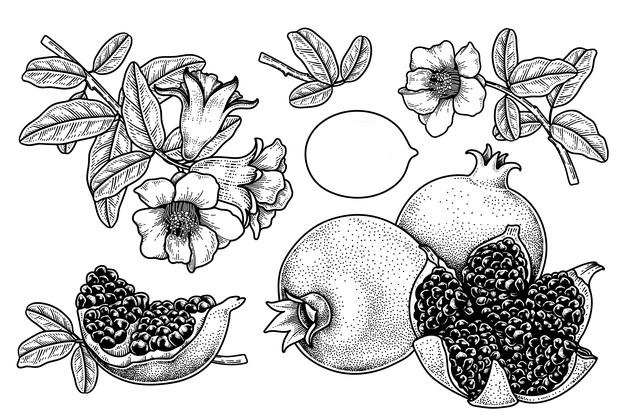 Online coloring book: Coloring antistress pomegranates among flowers